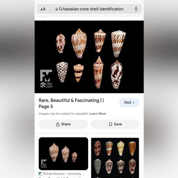 Hawaiian Cone Shell Pendant on 14k Chain/Rare - Picture 7 of 8